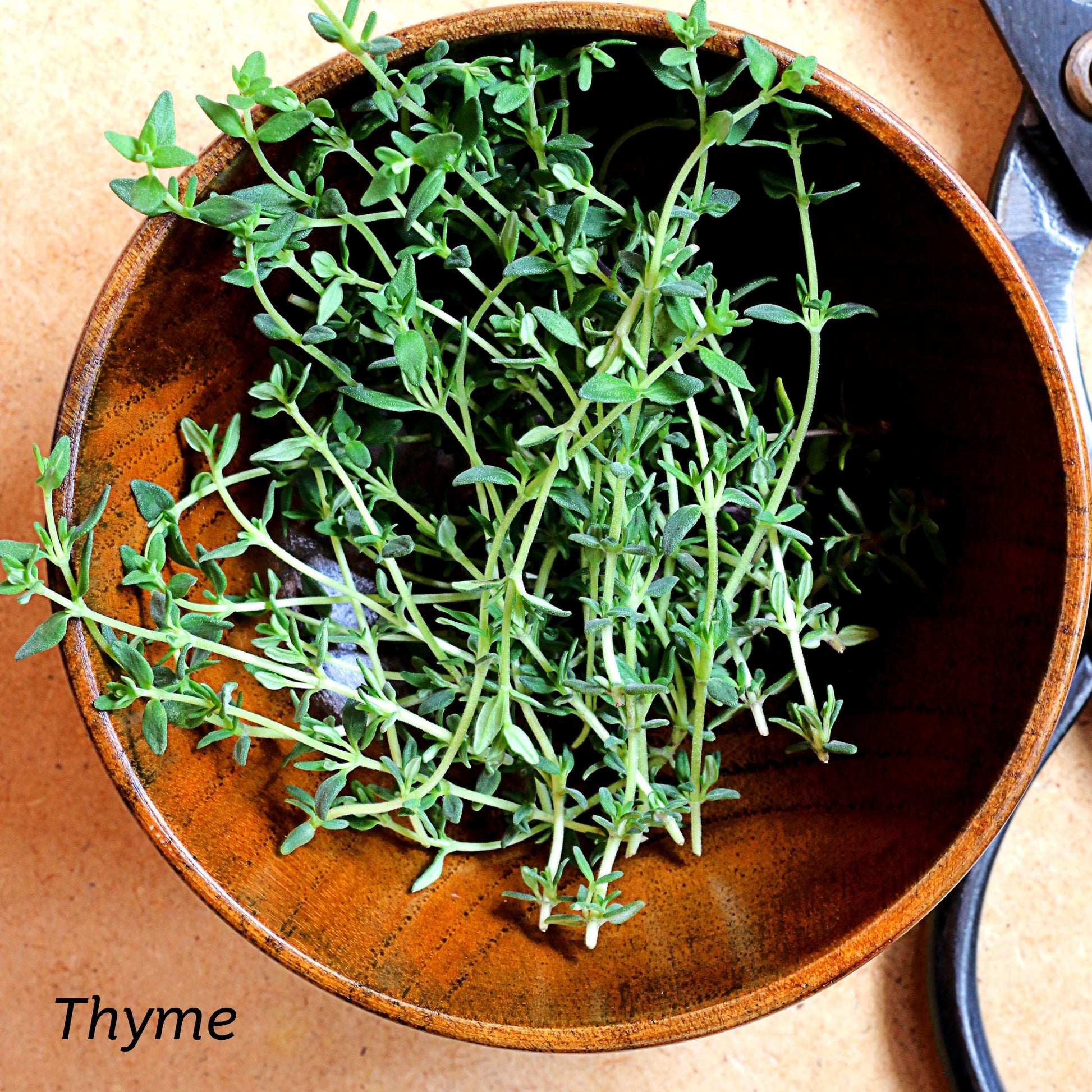 Fresh sprigs of Thyme in a wooden bowl. 