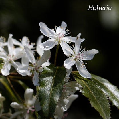 New Zealand native Hoheria plant with white flowers. 