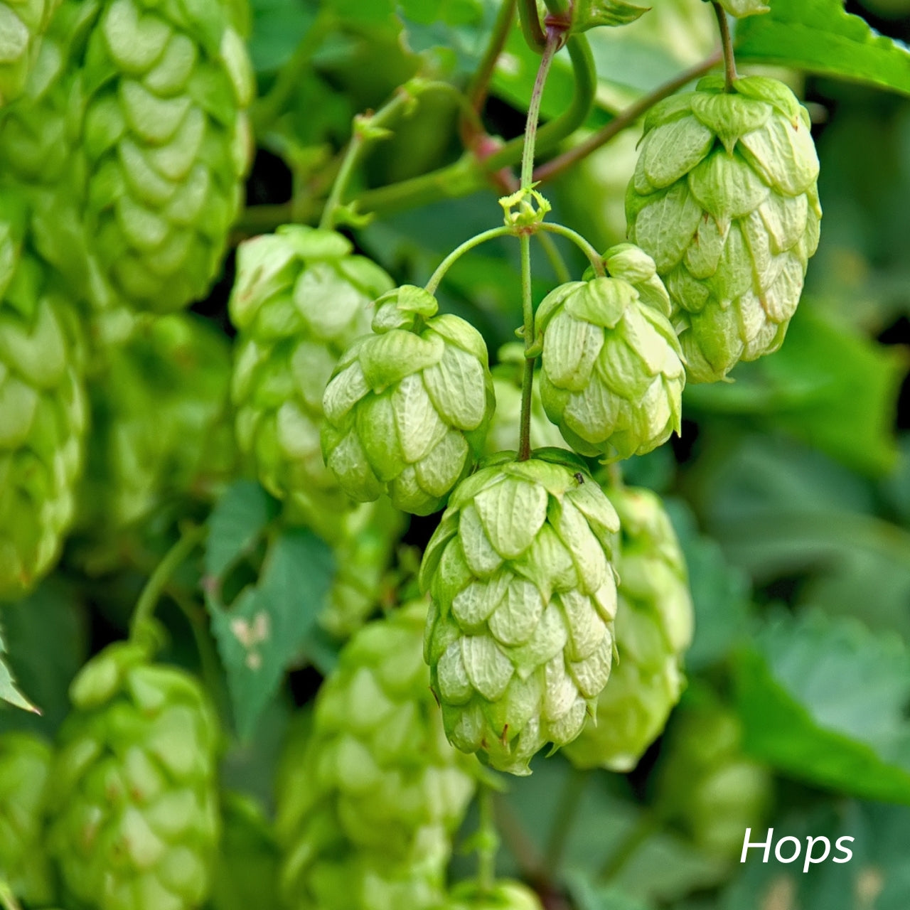 Hops flowers hanging from plant. 