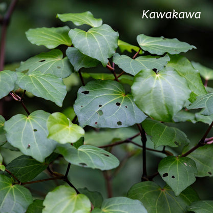 Kawakawa leaves in nature with holes in them.