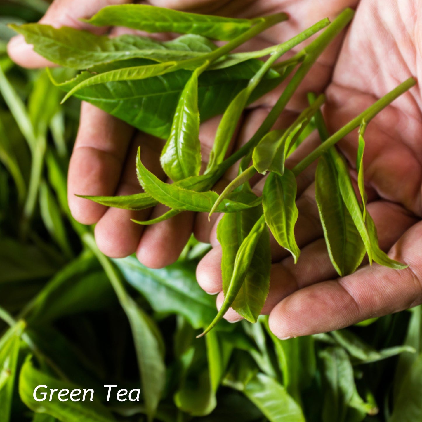 A man cups fresh green tea leaves in his hands. 