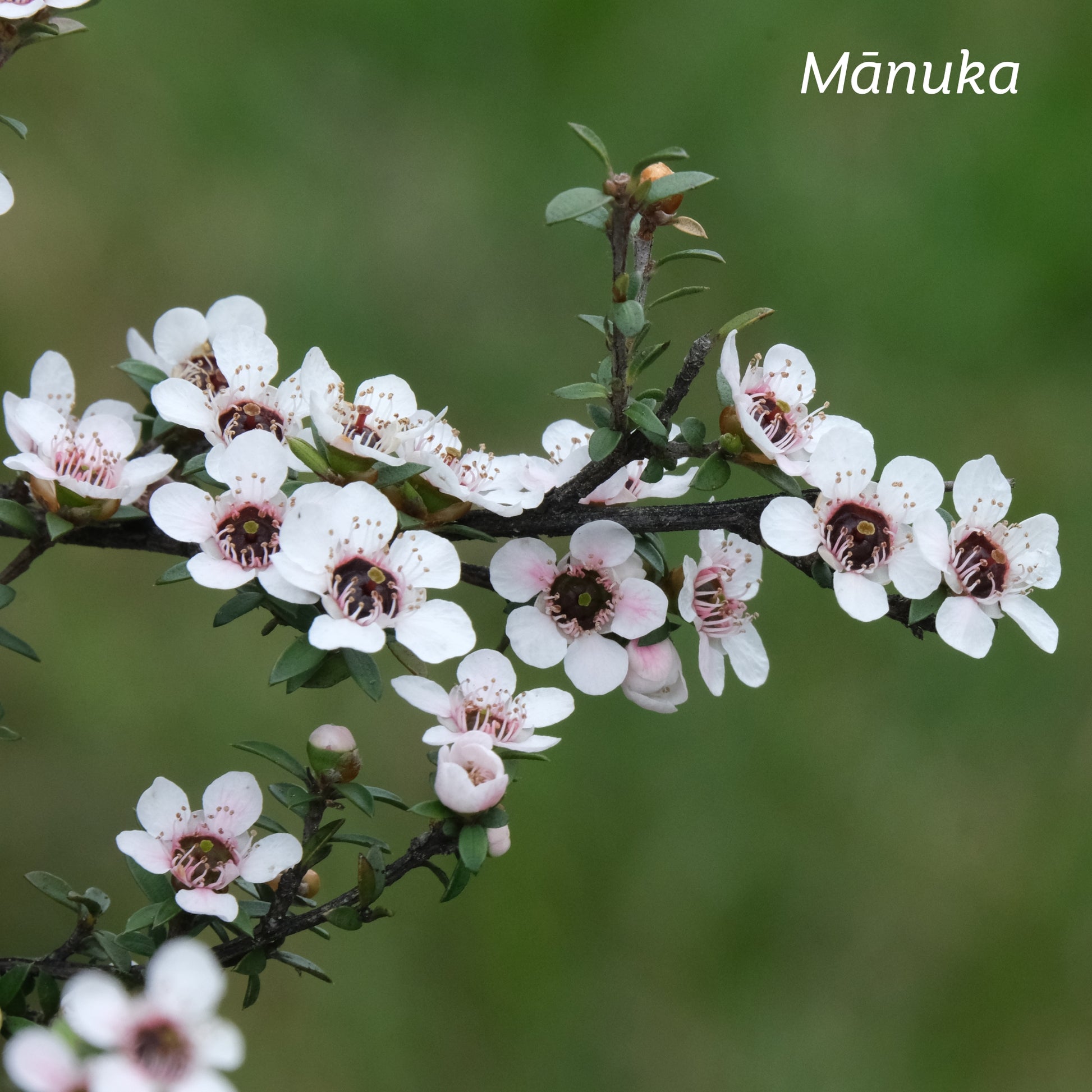 New Zealand native white Manuka flowers  in nature.