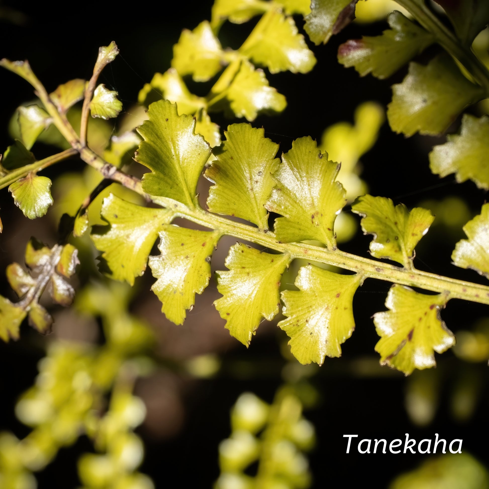 A close up of Tanekaha leaves in nature.