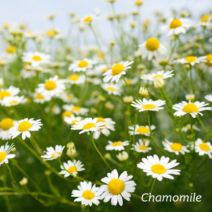 A field of German Chamomile flowers. 
