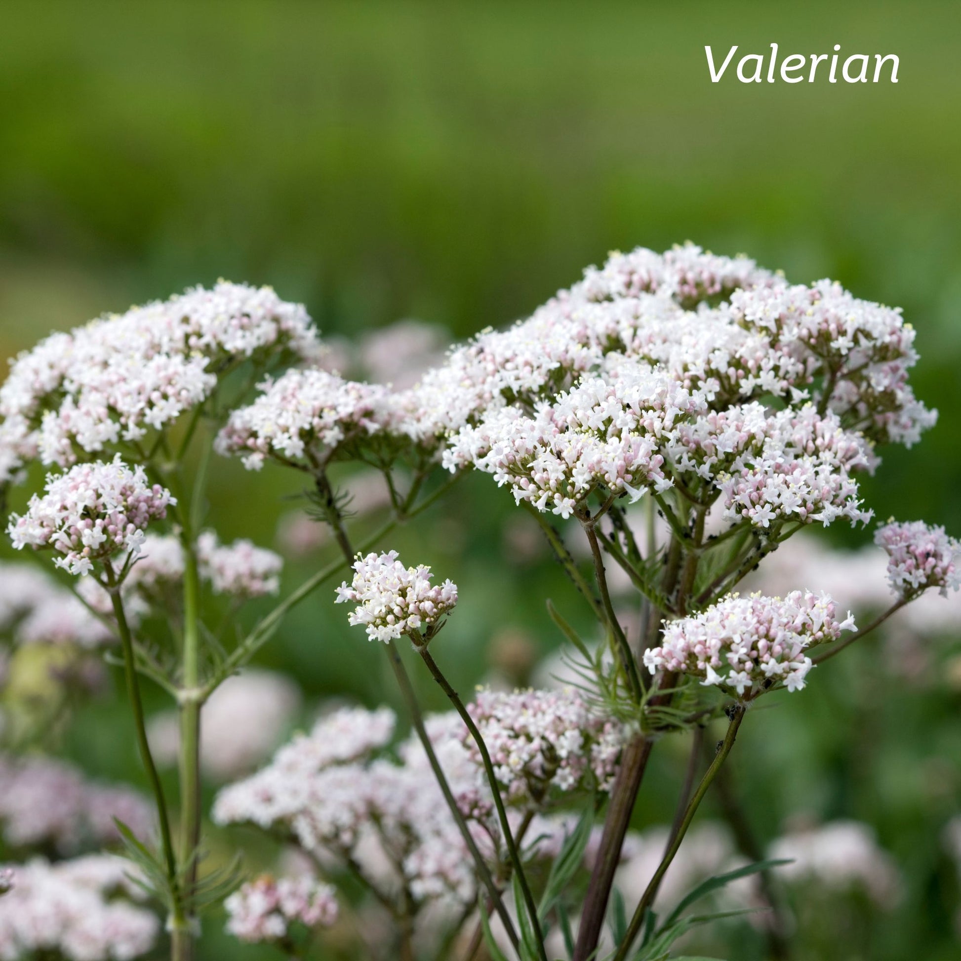 Valerian plants.