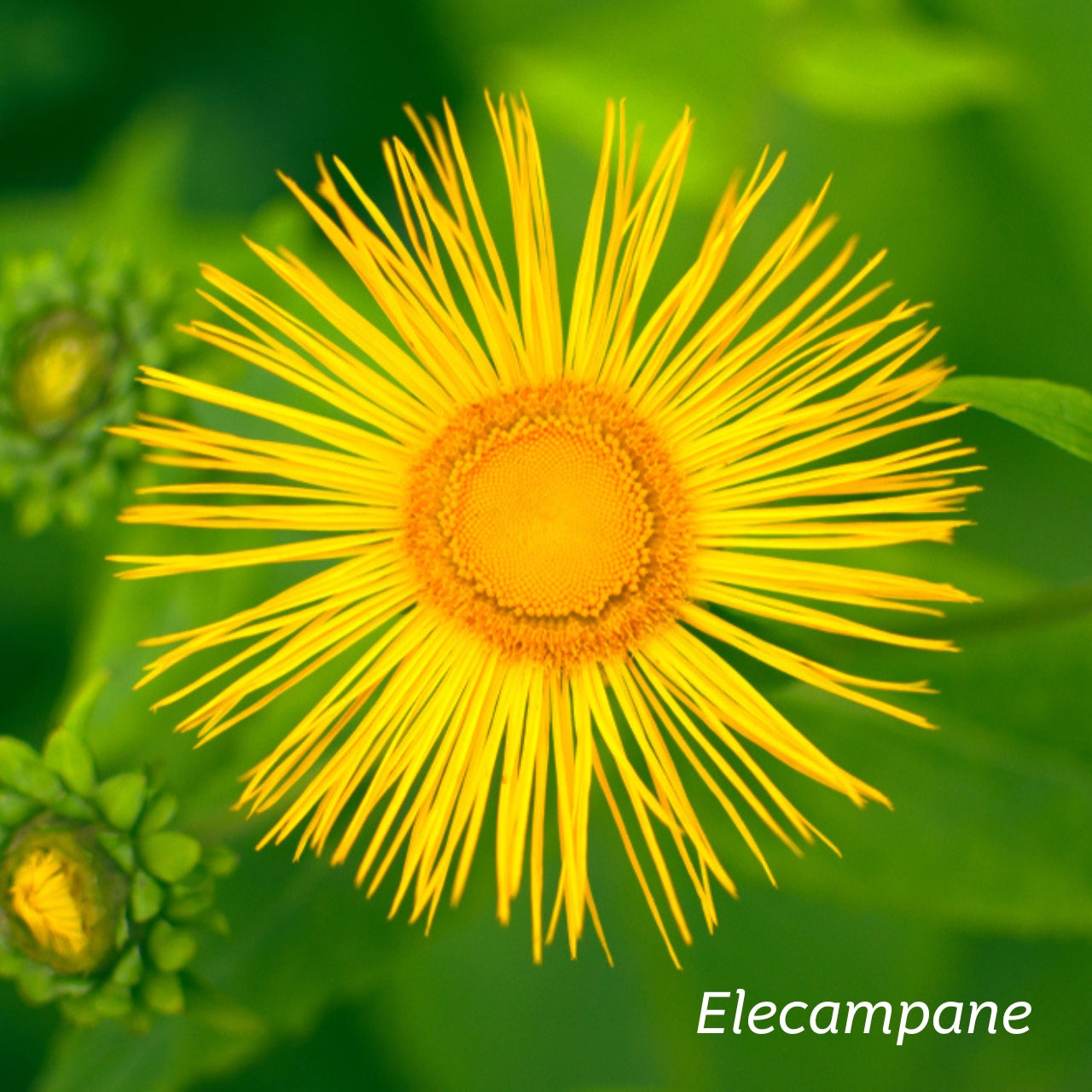 Closeup image of a yellow Elecampane flower. 